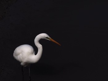 Great Egret Manko Waterbird & Wetland Center  Fri, 12/2/2016