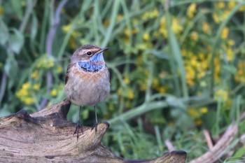 Bluethroat 千葉県 Wed, 4/19/2023