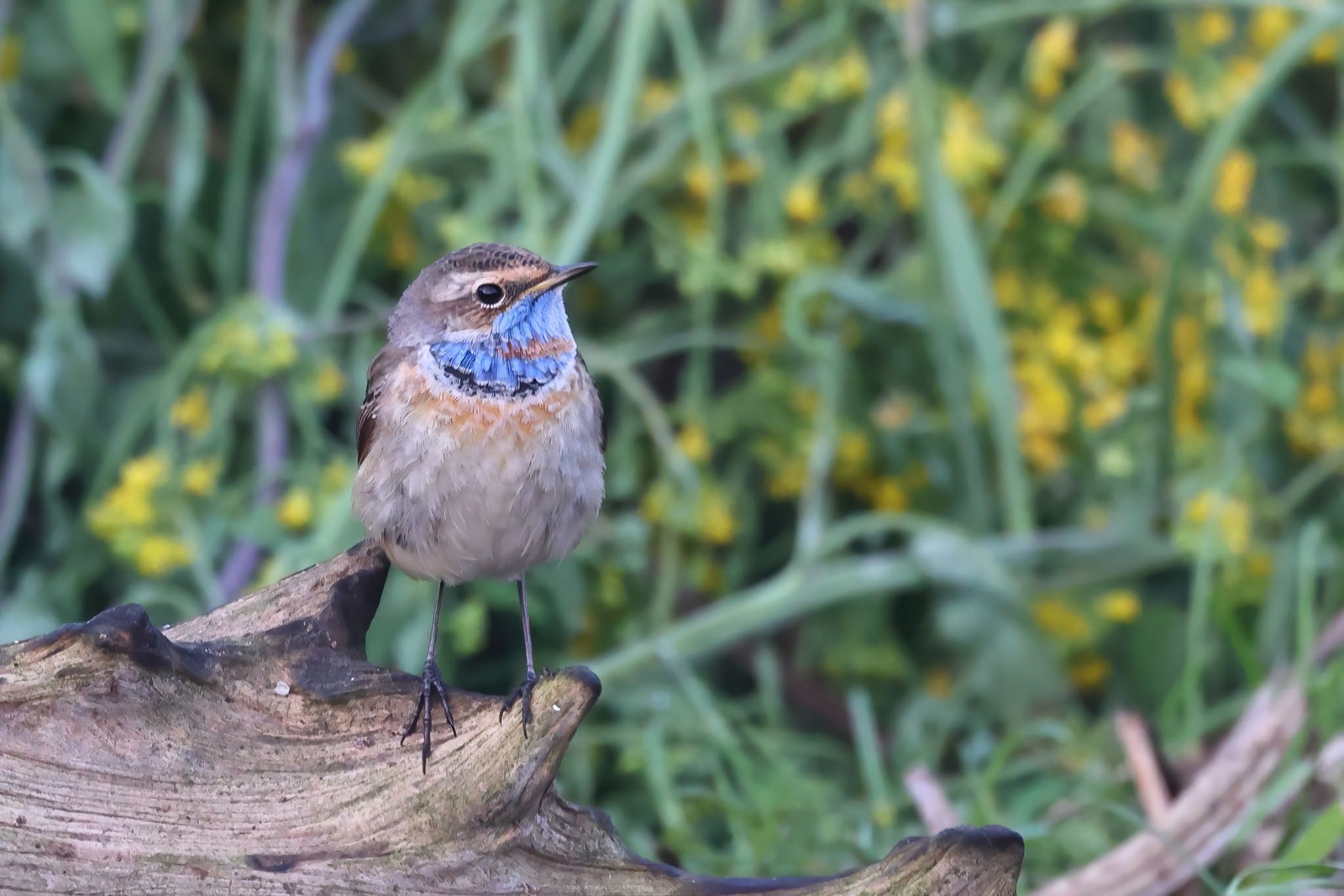 Photo of Bluethroat at 千葉県 by amachan