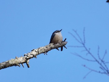 Eurasian Nuthatch Suwako Lake Wed, 3/22/2023