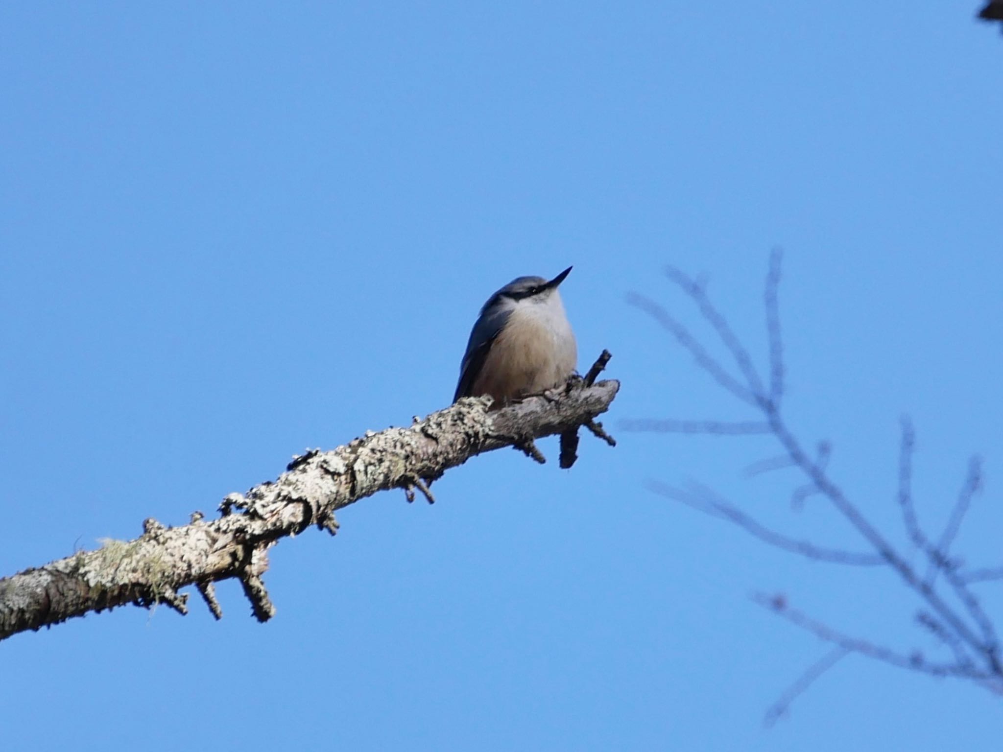 Photo of Eurasian Nuthatch at Suwako Lake by のーべる