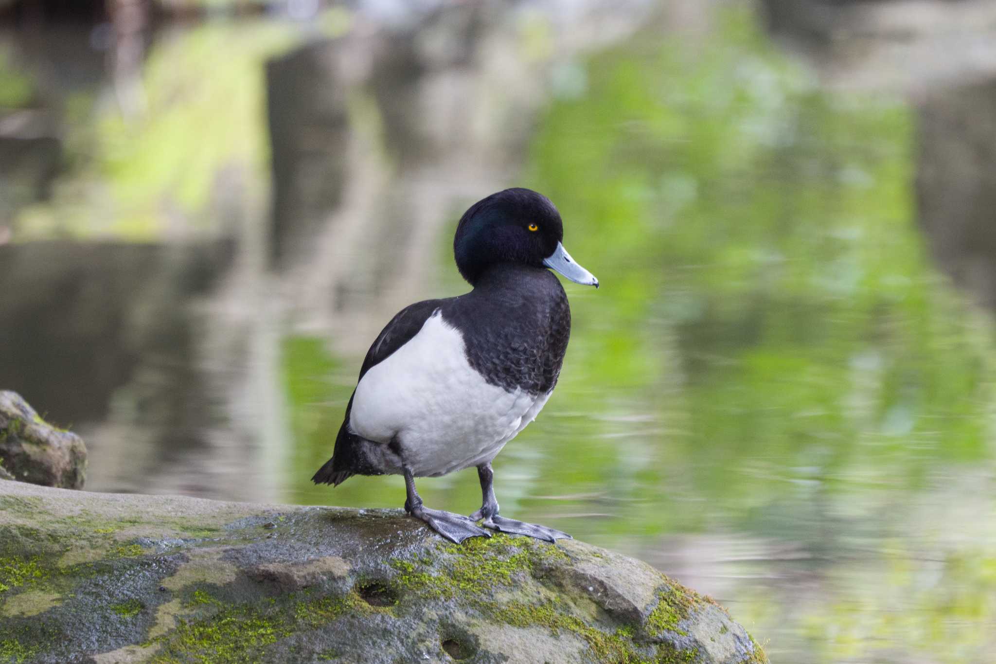 東京大学 キンクロハジロの写真 by 田園Birder