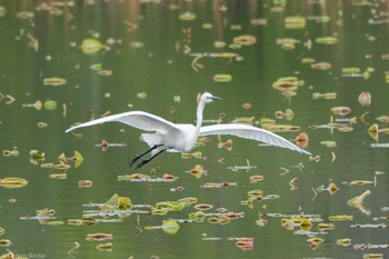 ダイサギ 不忍池(上野恩賜公園) 2023年4月18日(火)