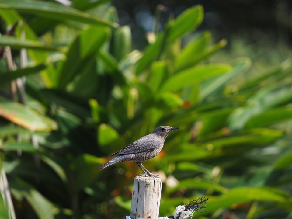 Photo of Blue Rock Thrush at Manko Waterbird & Wetland Center  by セリナ