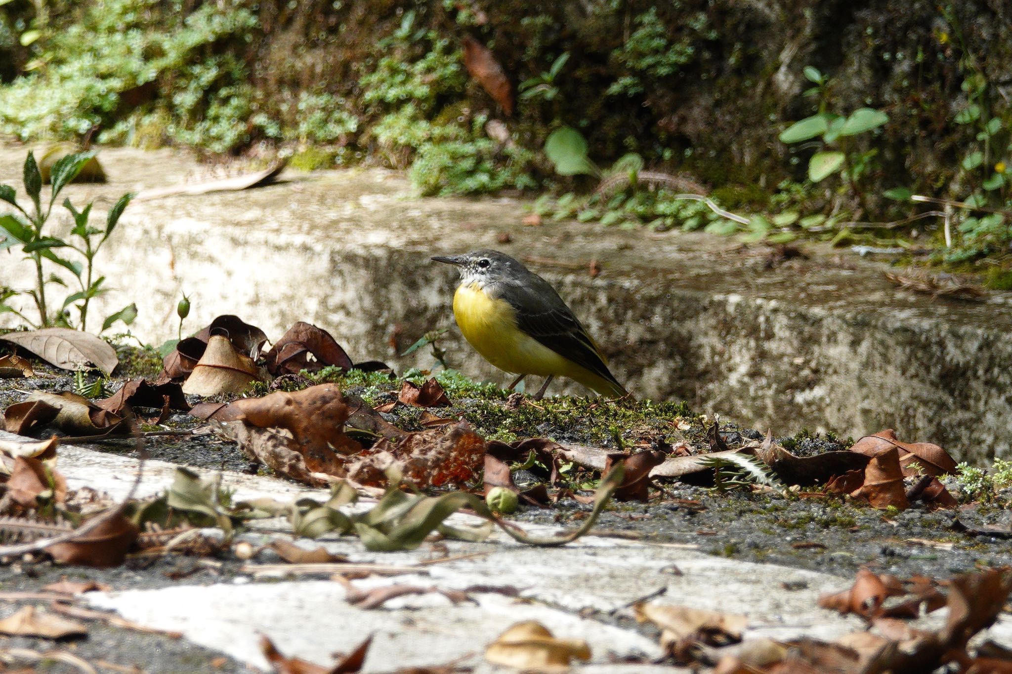 Grey Wagtail