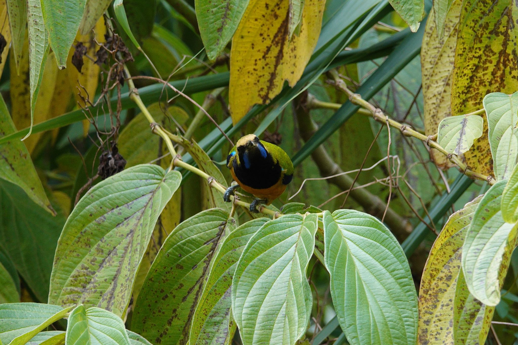 Orange-bellied Leafbird