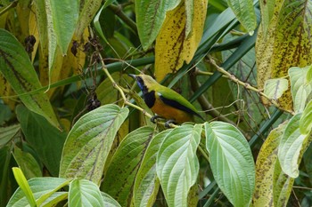 Orange-bellied Leafbird Fraser's Hill Thu, 3/9/2023