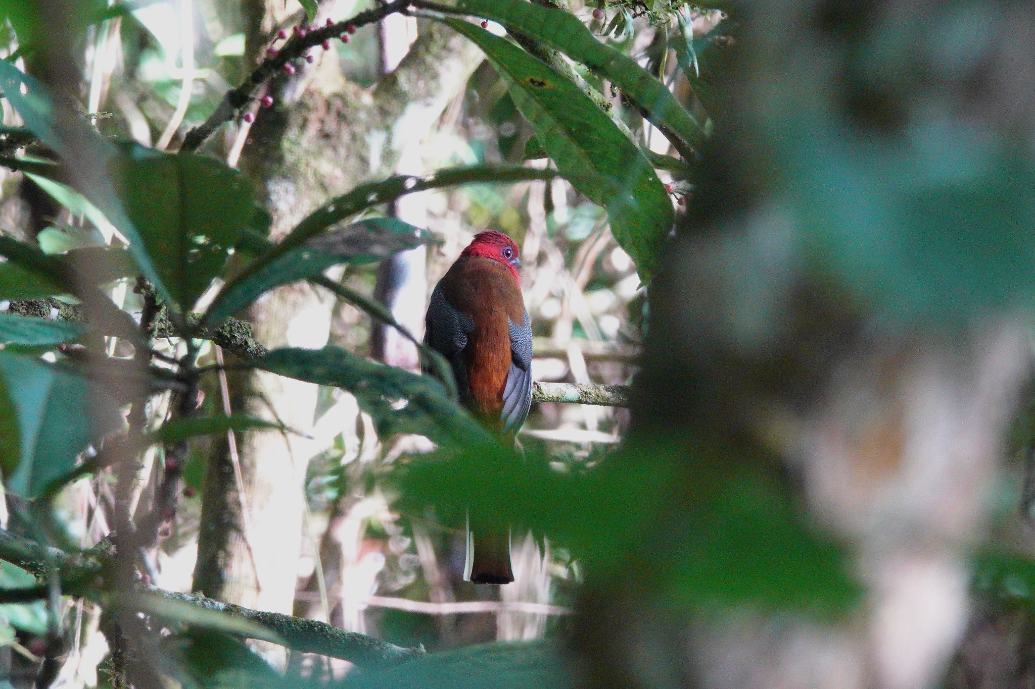 Red-headed Trogon