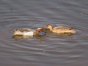 2023年4月19日(水) 境川遊水地公園の野鳥観察記録