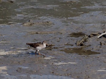 アカアシシギ 漫湖水鳥・湿地センター 2016年12月2日(金)