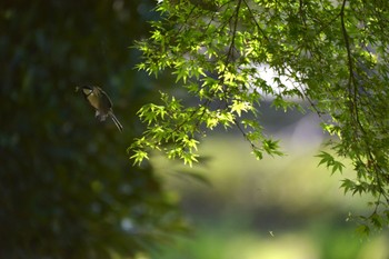 シジュウカラ じゅん菜池緑地(蓴菜池緑地) 2023年4月19日(水)