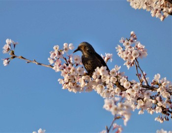 Sat, 4/1/2023 Birding report at 秦野