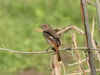 2023年4月1日(土) 座間谷戸山公園の野鳥観察記録