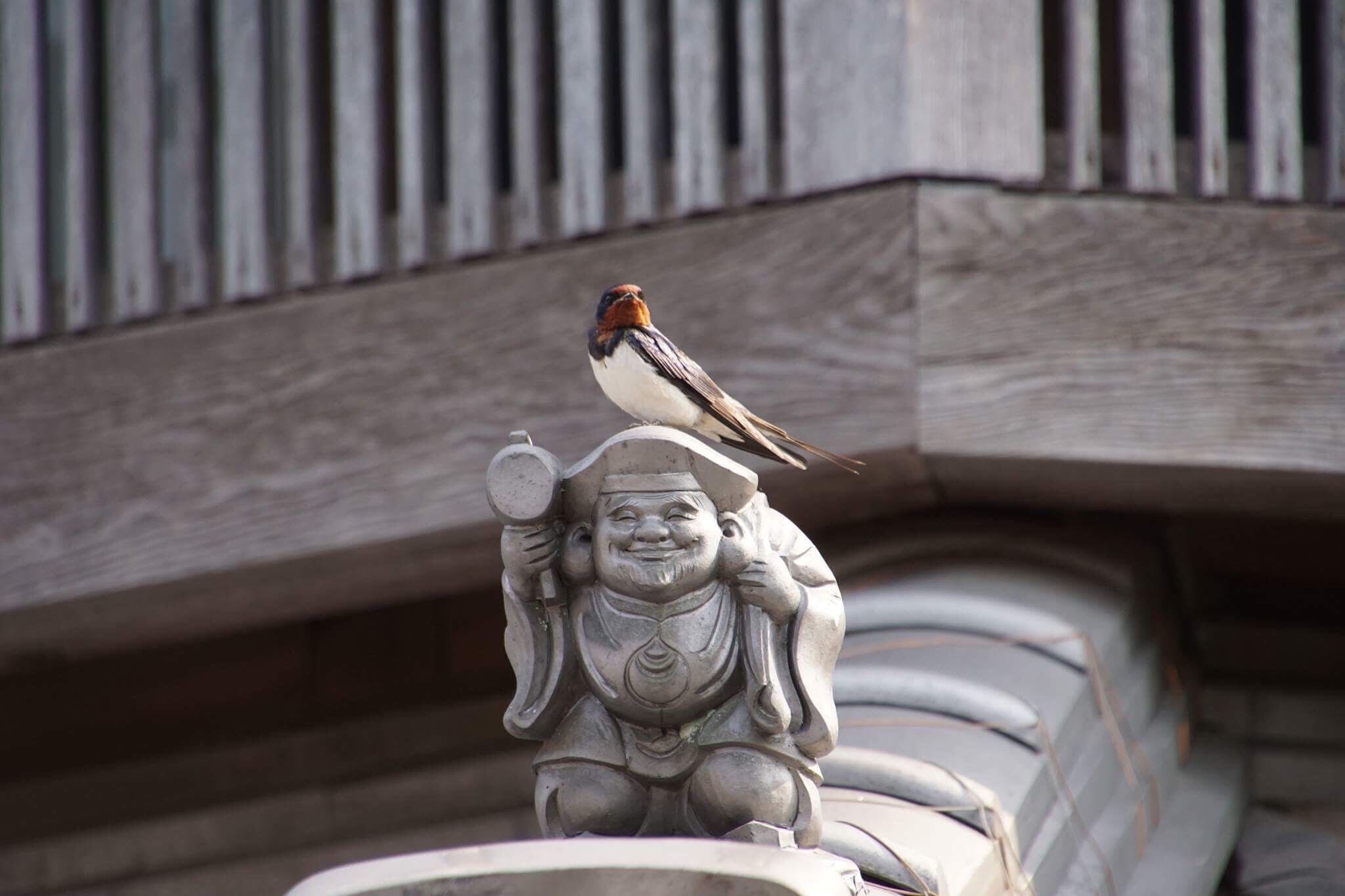 Photo of Barn Swallow at 奥多摩 by セリナ