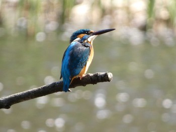 2023年4月1日(土) 泉の森公園の野鳥観察記録