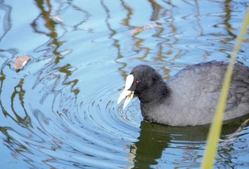 オオバン 井の頭恩賜公園 2022年12月30日(金)