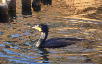 カワウ 井の頭恩賜公園 2023年1月3日(火)