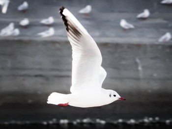 Black-headed Gull 香櫨園浜 Sat, 12/30/2017