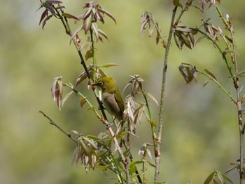 Warbling White-eye 秩父 Wed, 4/12/2023