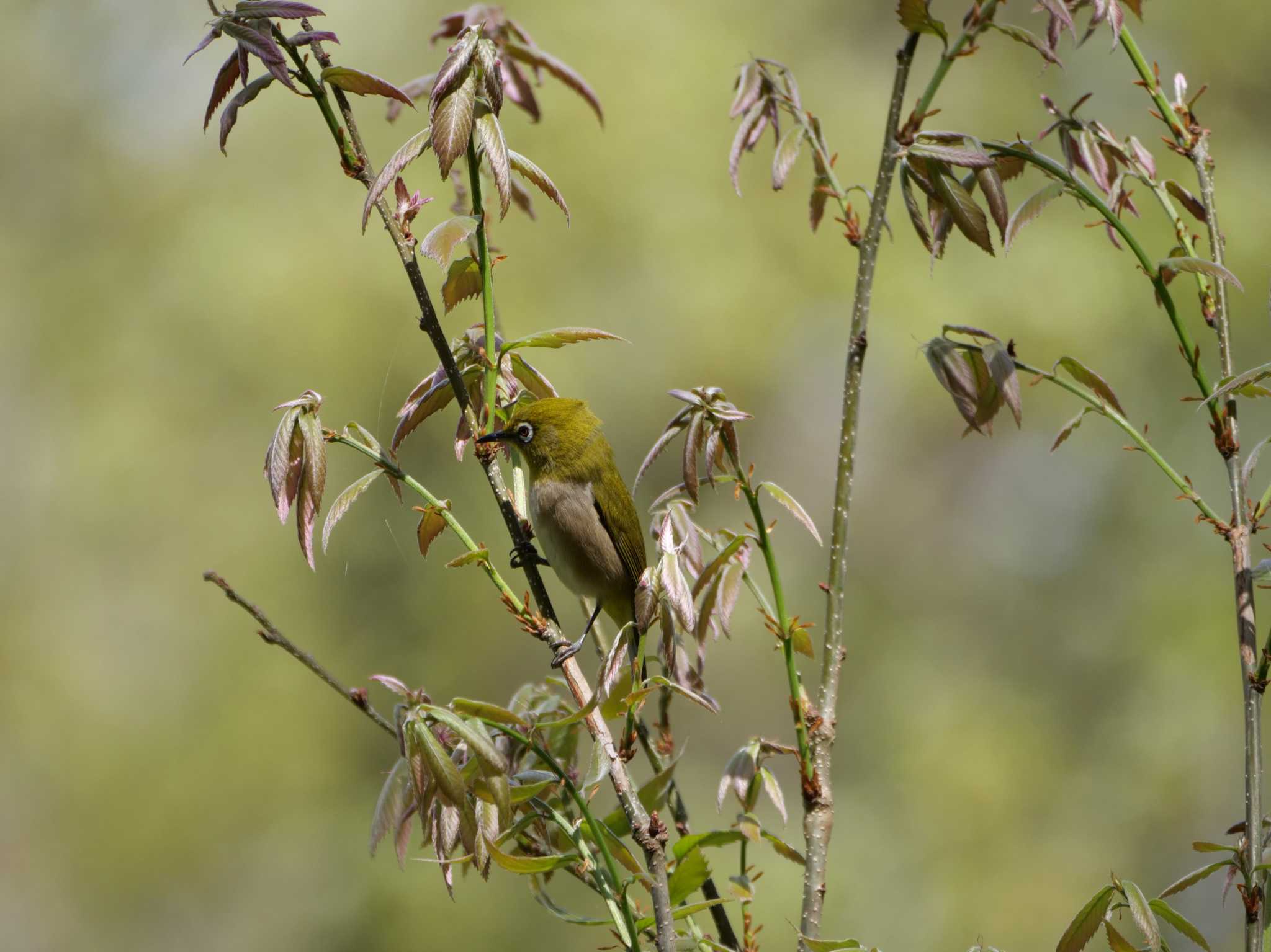 Photo of Warbling White-eye at 秩父 by little birds