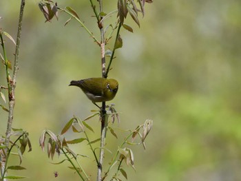 Warbling White-eye 秩父 Wed, 4/12/2023