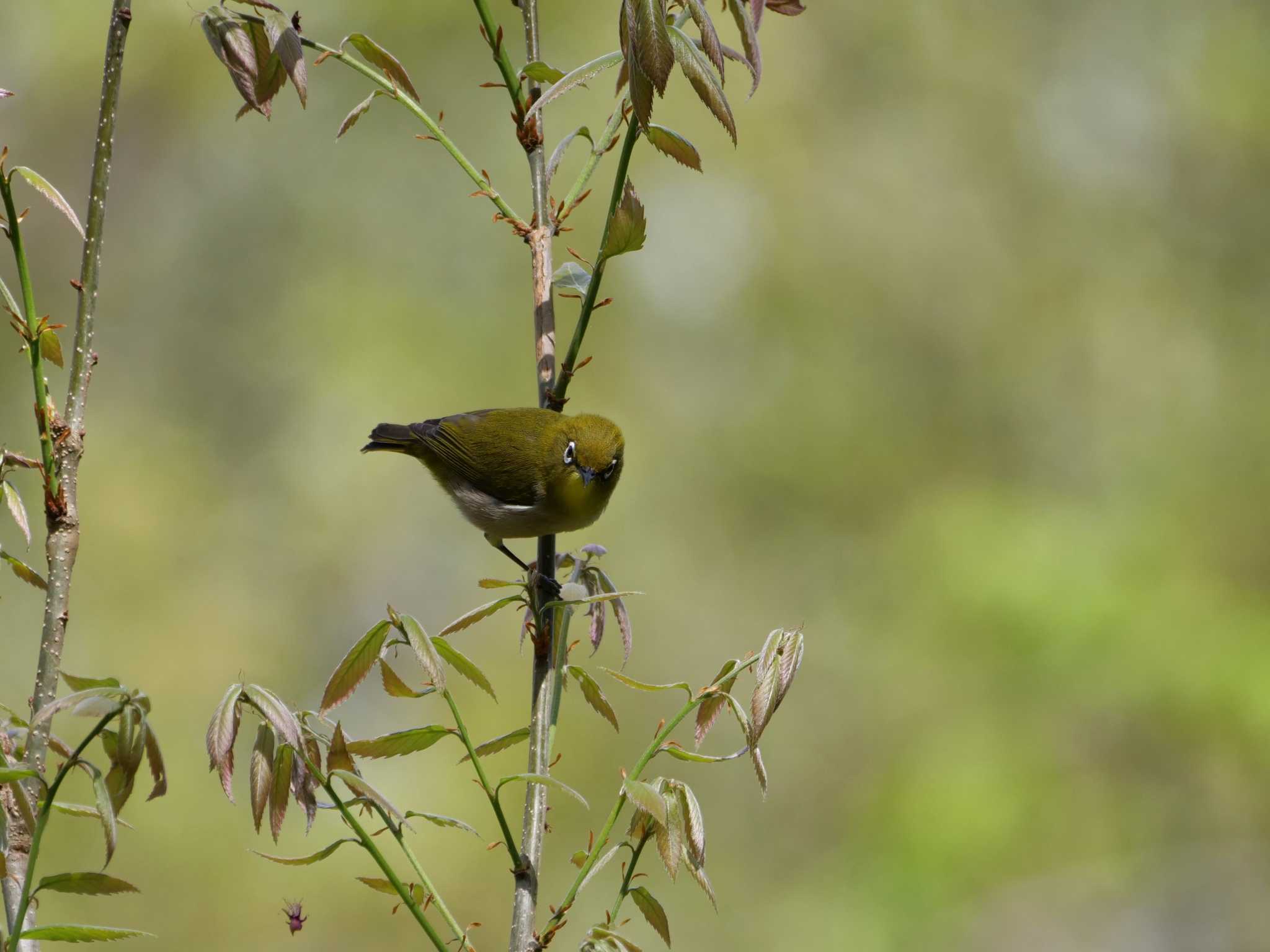 秩父 メジロの写真 by little birds