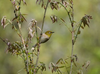 Warbling White-eye 秩父 Wed, 4/12/2023