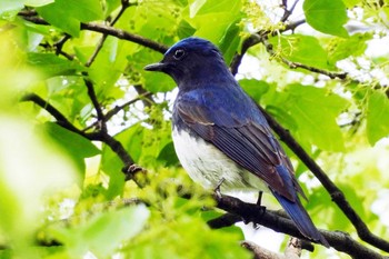 オオルリ 鶴舞公園(名古屋) 2023年4月19日(水)