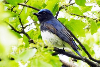 オオルリ 鶴舞公園(名古屋) 2023年4月19日(水)