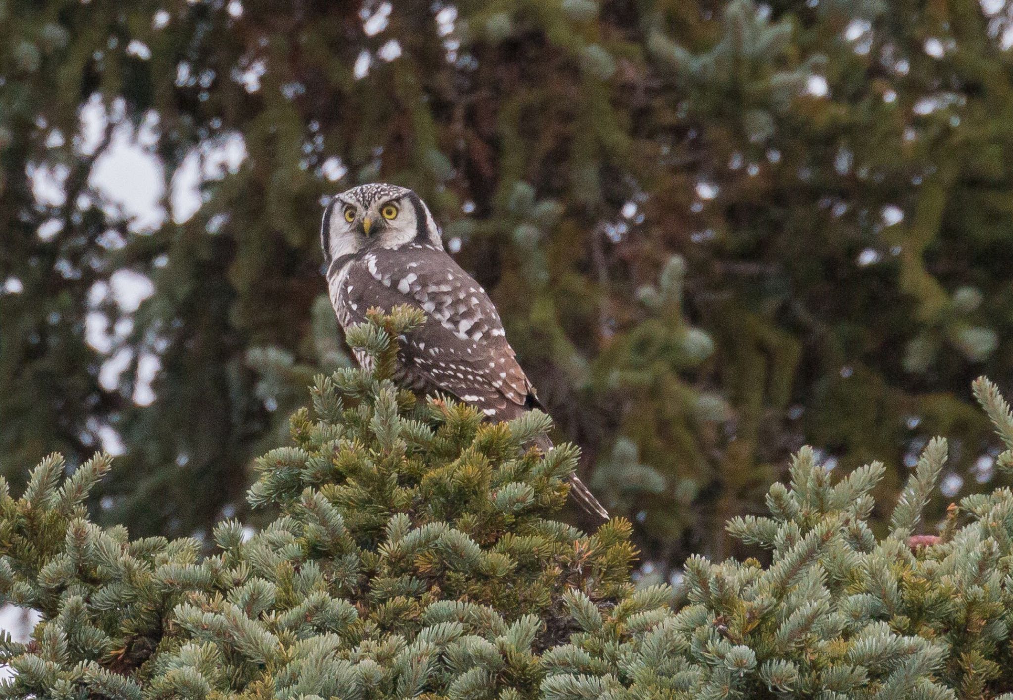 デナリ国立公園 コミミズクの写真 by セリナ