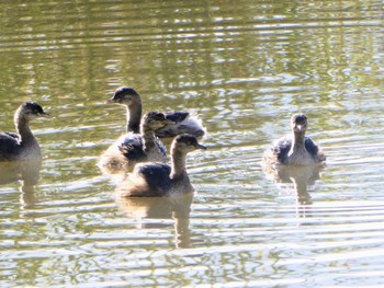 ノドグロカイツブリ Jerrabomberra Wetlands, Fyshwick, ACT, Australia 2023年4月14日(金)