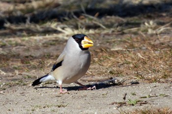 Japanese Grosbeak 豊橋市沖野 Sun, 2/26/2023