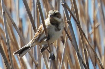 Common Reed Bunting 豊橋市沖野 Mon, 2/27/2023