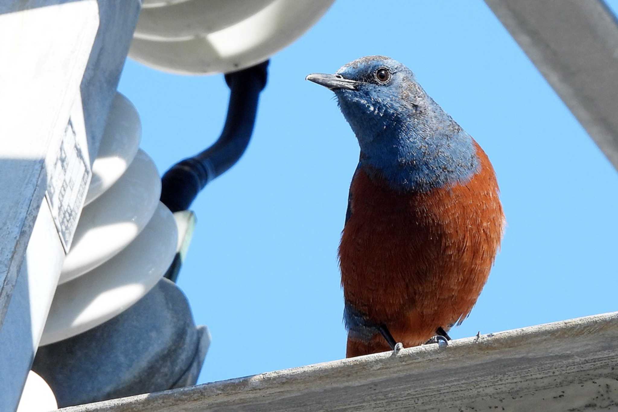 Photo of Blue Rock Thrush at 豊川市国府 by 陽路々(ひろろ)