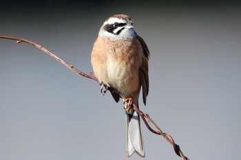 Meadow Bunting 豊橋市沖野 Mon, 3/6/2023