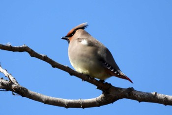 Japanese Waxwing 豊橋市沖野 Mon, 3/6/2023