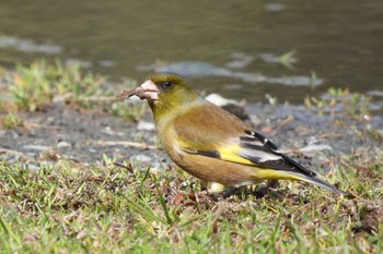 Grey-capped Greenfinch 豊橋市沖野 Tue, 3/14/2023