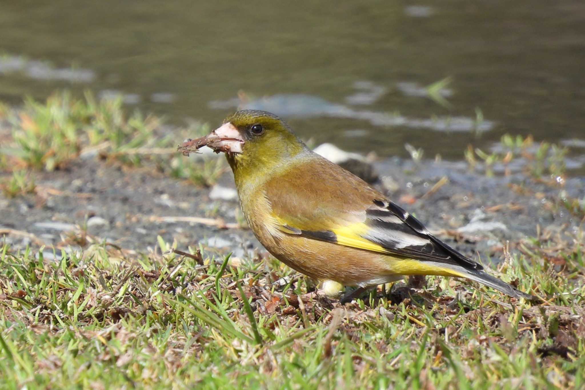 Photo of Grey-capped Greenfinch at 豊橋市沖野 by 陽路々(ひろろ)