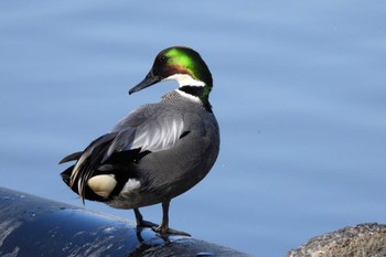 Falcated Duck 名城公園 Wed, 3/15/2023