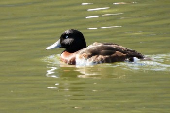 アカハジロ 名城公園 2023年3月15日(水)