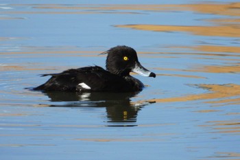 Tufted Duck 名城公園 Wed, 3/15/2023