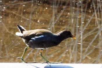 Common Moorhen 名城公園 Wed, 3/15/2023