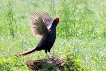 Green Pheasant 豊橋市沖野 Tue, 4/18/2023