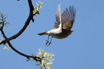 2023年4月19日(水) 埼玉県民の森の野鳥観察記録