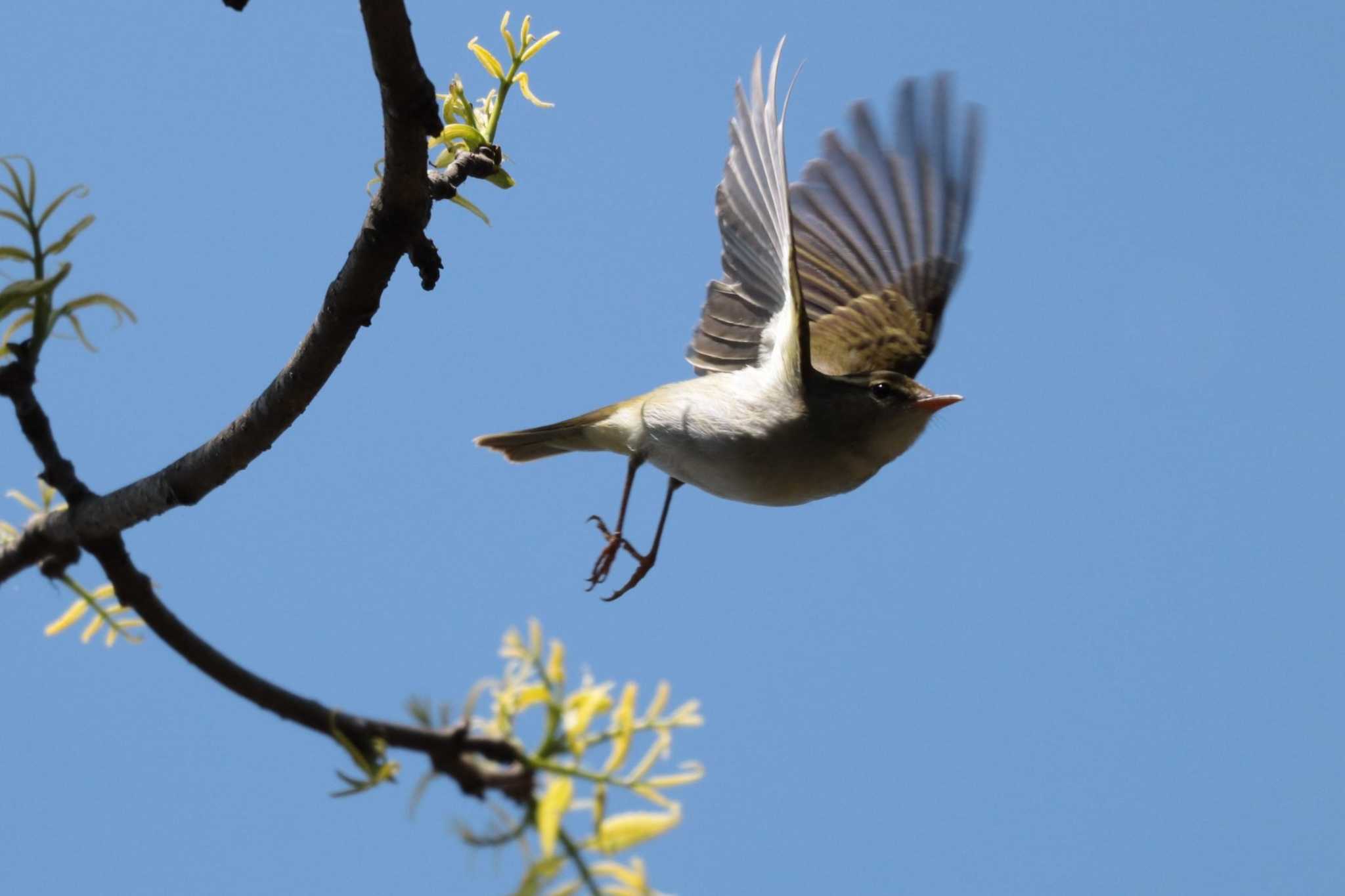 Eastern Crowned Warbler