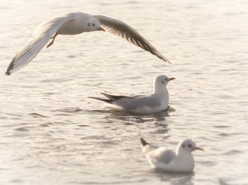 ユリカモメ 香櫨園浜 2017年12月30日(土)