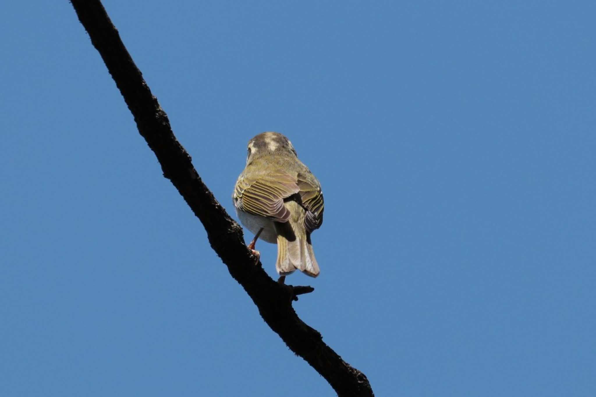 Eastern Crowned Warbler