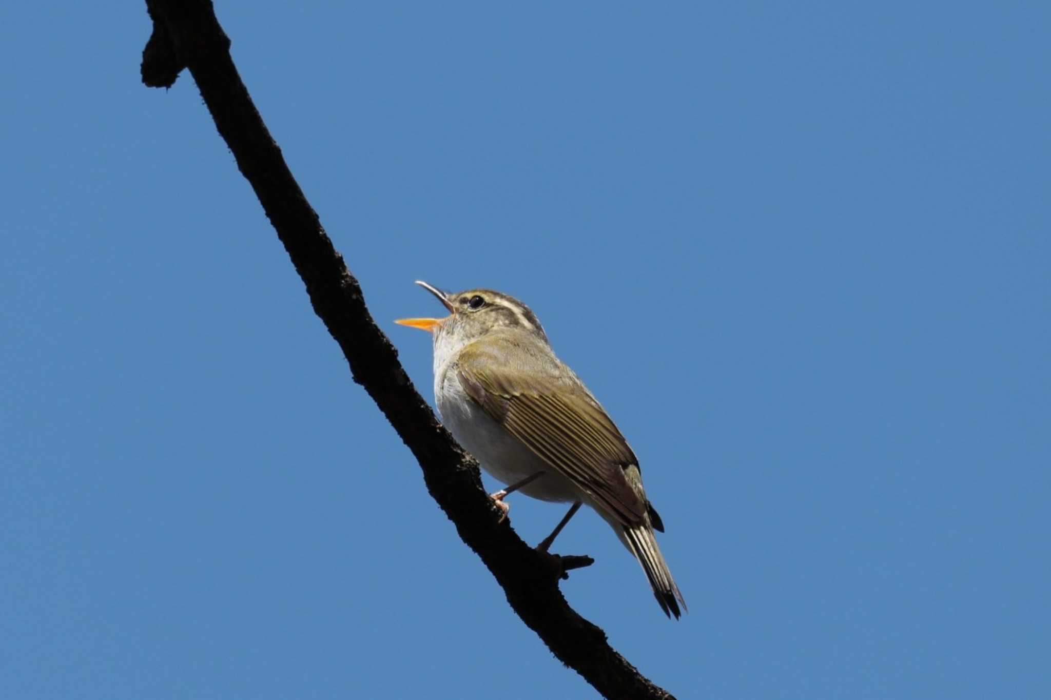 Eastern Crowned Warbler