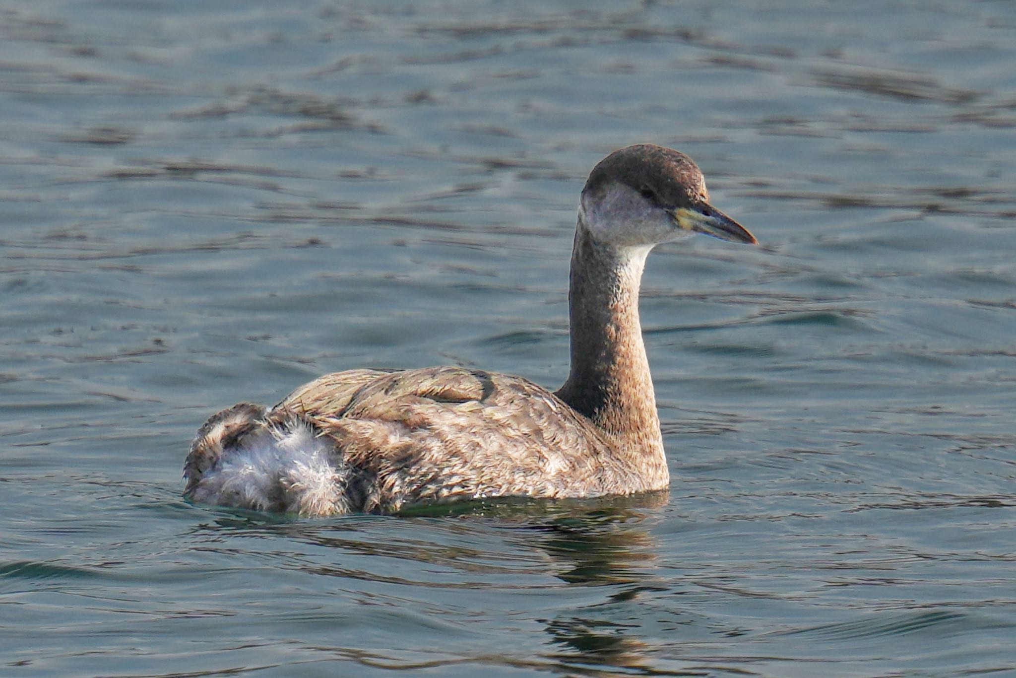 Red-necked Grebe