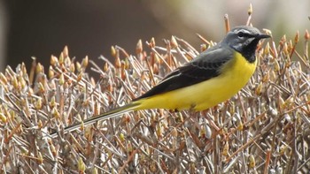 2023年4月11日(火) 八戸公園(青森県八戸市)の野鳥観察記録